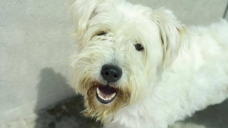 O Cão Asa Branca está disponível para adopção