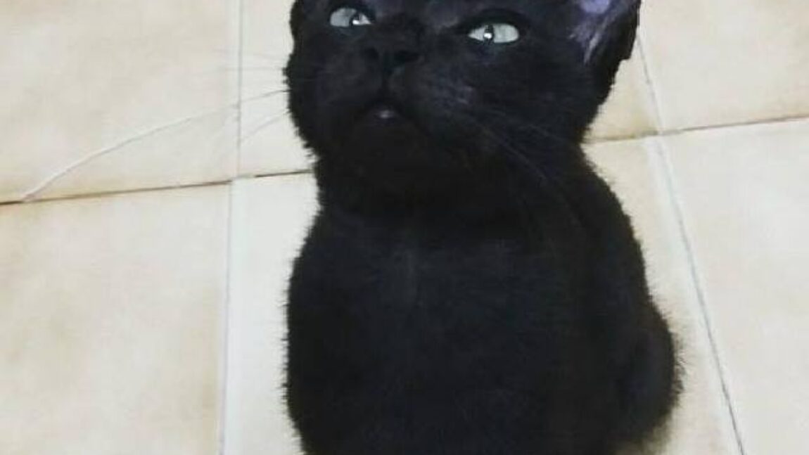 A Gata Mia está disponível para adopção