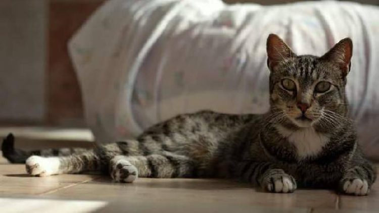O Gato Tation está disponível para adopção