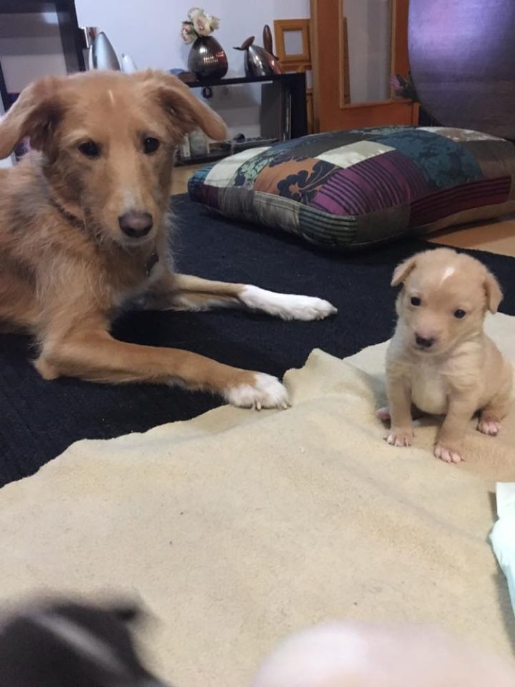 Os filhos adoptivos da Croft