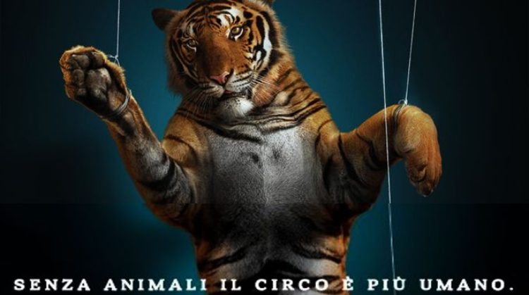 Os animais não são palhaços